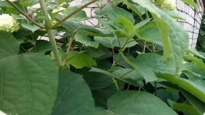 Цветущая гортензия, срезать зелёные шапки, или нет?