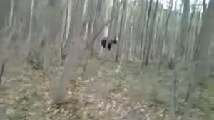 Йети в подмосковье