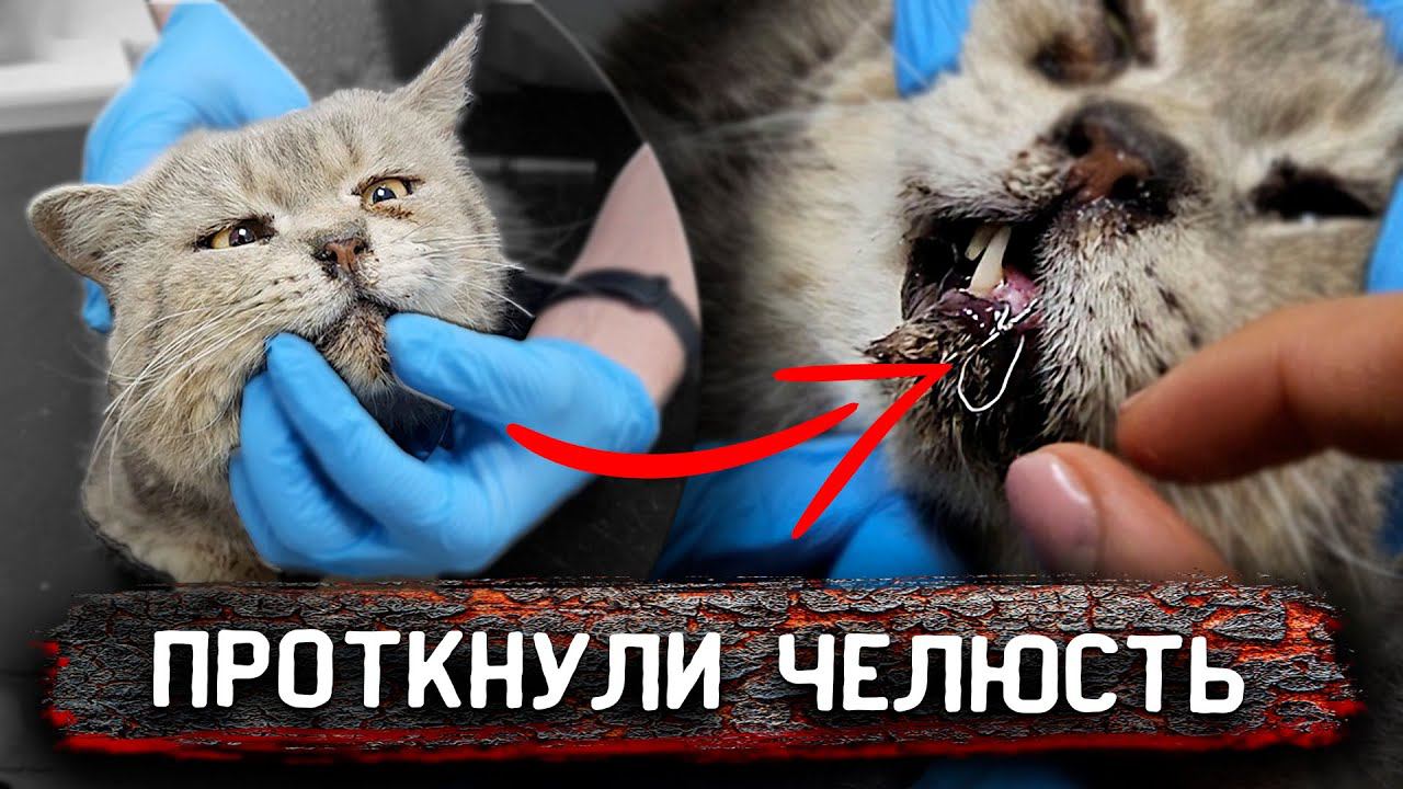 Коту пробили проволокой челюсть. Везем ночью к врачу. Что с ним случилось? Розу покусал кто то