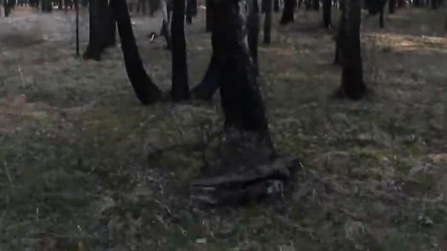 Березовый сок от Самого Храмыча