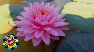 Нимфея Khongкwan (Кхонгкван)кувшинка, waterlily, водные растения, пруд