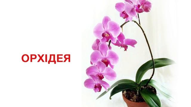 Кімнатні рослини (презентація для діток)