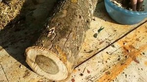Как вырастить вешенку на дереве (How to grow oyster mushroom on a tree)