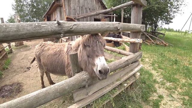 У нас в деревне родился пони / Алиса кормит верблюда осла и пони / ALISA LIFE TEEN смотреть онлайн