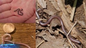 ? Самая маленькая змея в мире ?