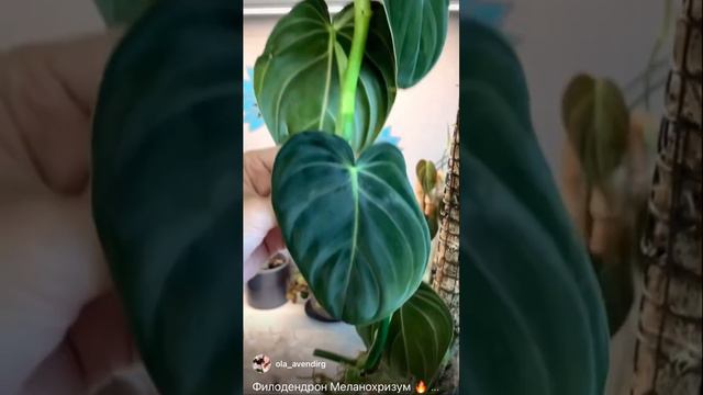 Филодендрон Меланохризум #филодендрон#филодендронмеланохризум#philodendron#philodendronmelanochrysu