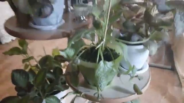 Новая полка для эписцы_[360p] смотреть онлайн