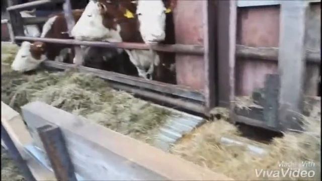раздача кормов коровам, быкам и телятам  герефордской породы