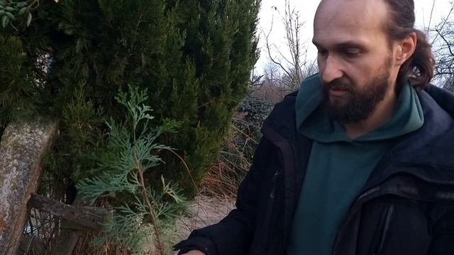 Зима, цветы доцветают, пришло время хвойных