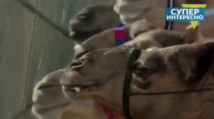 Как живут шейхи-миллионеры в Арабских Эмиратах