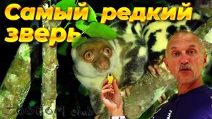 Я и надеяться не мог на встречу с этим зверем! Кускус! Серия 10. Cuscus.