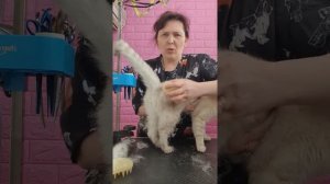 סירוק עמוק לחתול  экспресс линька кошки