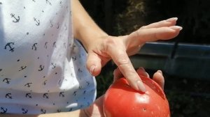 Выращивание высокорослых помидор в теплицах. Краснодарский край.