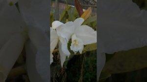 Cattleya lueddemanniana alba