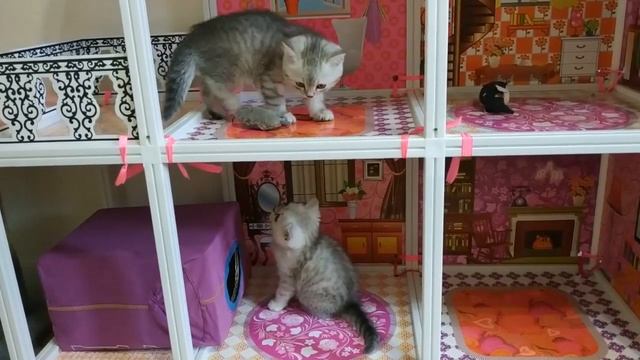 КОТЯТА БЕСЯТСЯ В БОЛЬШОМ ДОМЕ ? ШОТЛАНДСКИЕ КОТЯТА  СКОТТИШ СТРАЙТ  ПРИКОЛЫ С КОТЯТАМИ 2020