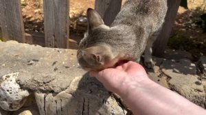 Affectionate cute tabby cat funny wrinkles its muzzle while feeding