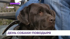 Больше, чем просто пёс. Как собака-поводырь помогает слепым