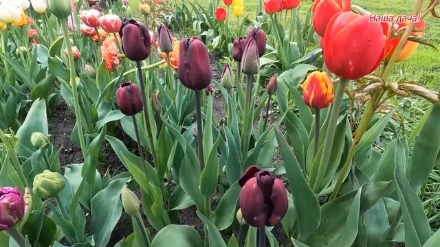 Квітують тюльпани на Нашій дачі! смотреть онлайн