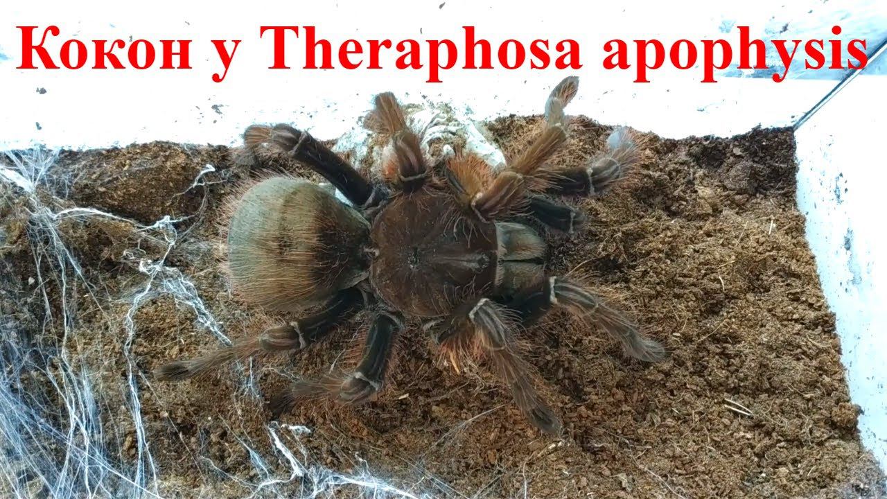 Терафоза апофизис удачное разведение (Theraphosa apophysis breeding)