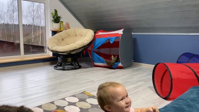 СЕРВАЛ ПЕРЕВЕРНУЛ ДОМ / Мейн-Кун освоил новую кухню смотреть онлайн