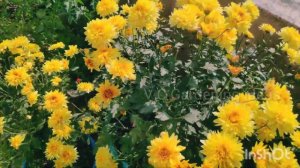 Summer season flowers in our terrace garden. Part - 2 by V C Gardening ideas