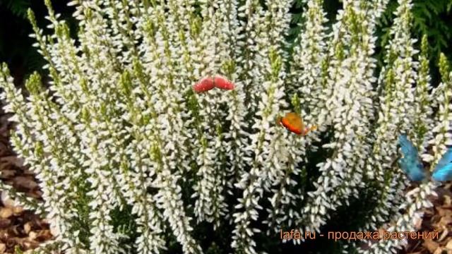 Вереск обыкновенный Алисия (calluna Vulgaris Alicia) ? обзор: как сажать, саженцы вереска Алисия