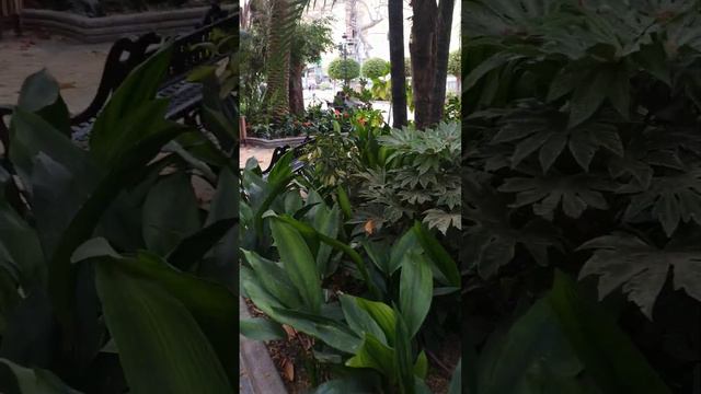 Парк Пальма в Марбелье, Испания. смотреть онлайн