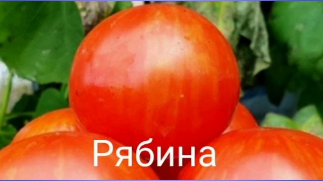 Коллекционные томаты. Обзор 11