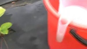 Удобряю клубнику сывороткой #2. Результат.