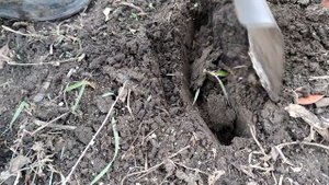 Осеннее внесение минеральных удобрений в саду