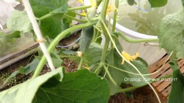 ОГУРЦЫ ДО ЗАМОРОЗКОВ.mp4 смотреть онлайн