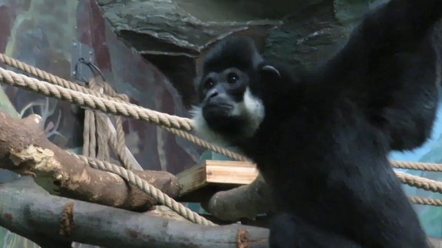 Желтощёкий хохлатый гиббон 16.01.2021 смотреть онлайн