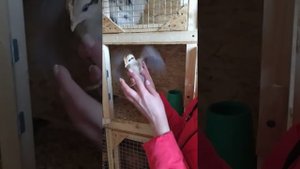 Новые малыши) Цыплята Аям Кетава) Смеющиеся куры.
