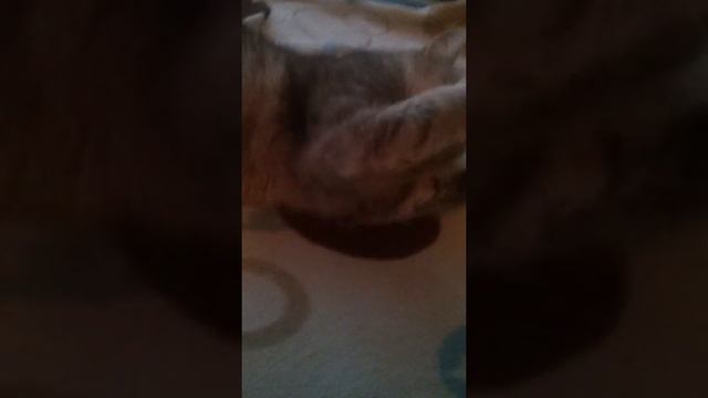 Ето моя кошка мейн кун правда красивая 😻 смотреть онлайн