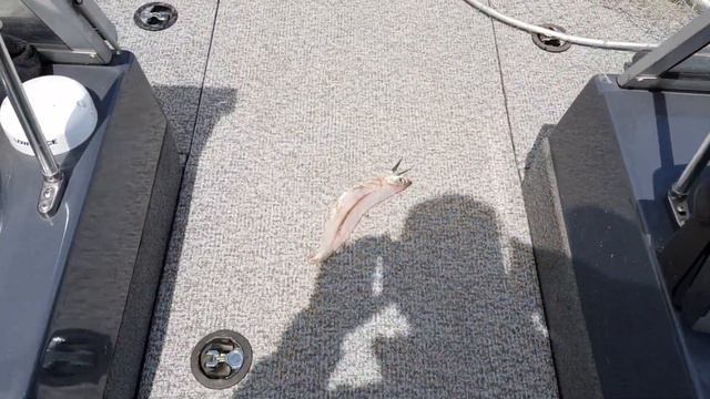 PAL 2019 Сызрань. смотреть онлайн