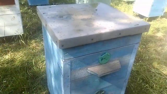 В какую сторону направлять летки ульев | Эксперименты с пчелами на пасеке смотреть онлайн