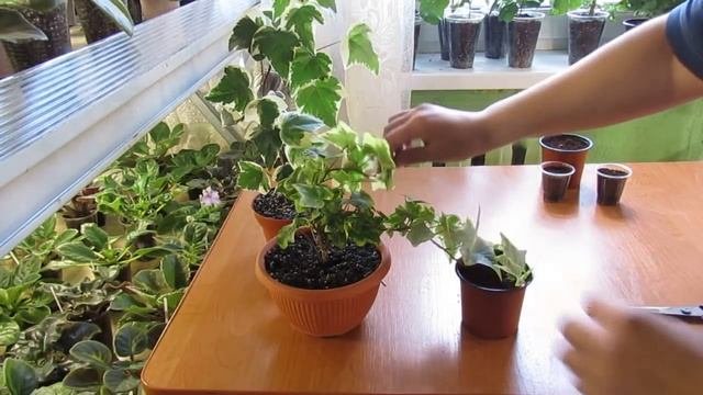 100 % способ укоренить все что угодно.