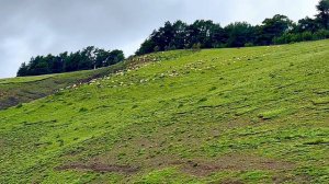 Барашки на лугу