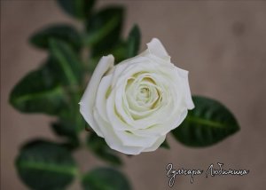 Бутон розы из фоамирана, премиум класса, можно заменить на зефирный белый, либо айвори