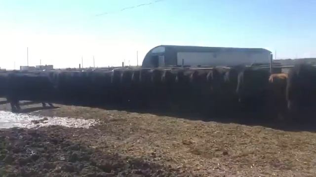 Бычки Абердин Ангус 200 голов. Продажа на экспорт.