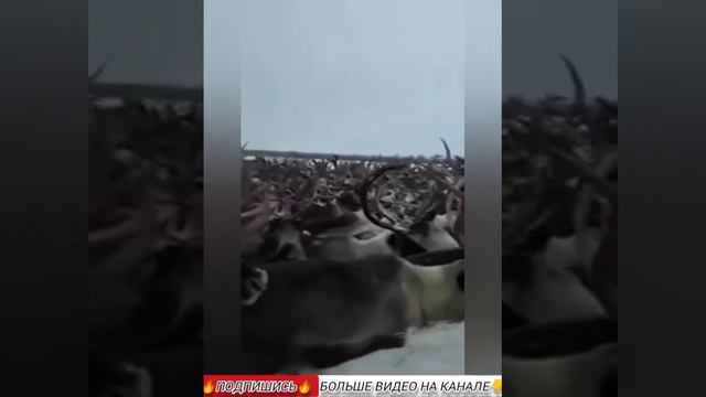 Как приручить строптивого оленя!? Before moving to a new place🏇 #north #nomads #тундра смотреть онлайн