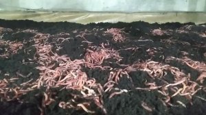 заселение червя в стилаж. (разведение червя)