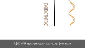 Что такое Нуклеотид | Основа ДНК