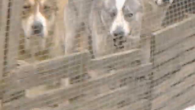 Элита питомника Рэмбо смотреть онлайн