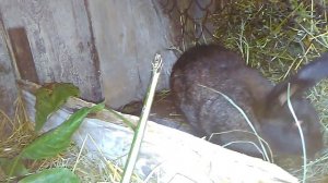 Жизнь Кролика