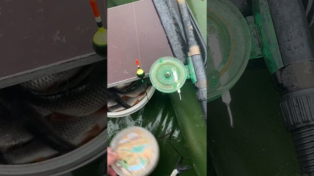 Нерест плотвы на Чудском озере смотреть онлайн