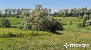 ГРУСТИЛА БЕЛАЯ БЕРЕЗА У ВОРОТ