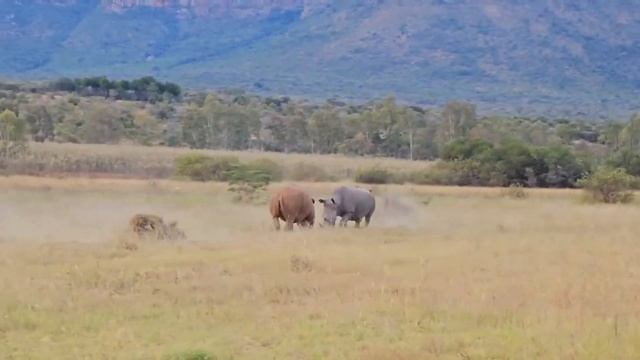 НОСОРОГ В ДЕЛЕ! БИТВА ЖИВОТНЫХ ЗА ТЕРРИТОРИЮ смотреть онлайн