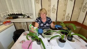 Гиппеаструм будет цвести и размножаться если правильного его пересадить
