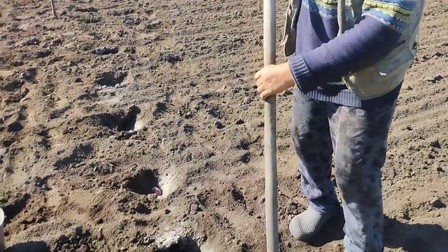 как избавиться от проволочника при посадки картофеля.